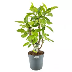 Фикус Высочайший, Альтиссима - Ficus altissima D27 H100