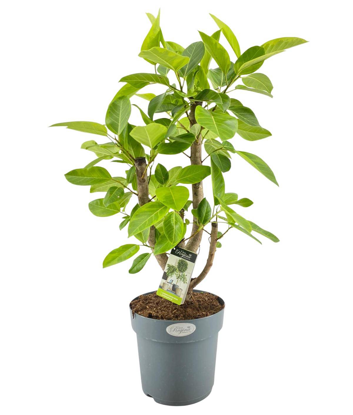 Фикус Высочайший, Альтиссима - Ficus altissima D27 H100