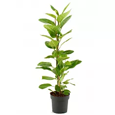 Фикус Высочайший, Альтиссима - Ficus altissima D21 H105