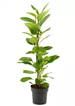 Фикус Высочайший, Альтиссима - Ficus altissima D21 H105