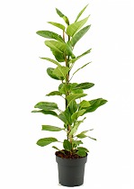 Фикус Высочайший, Альтиссима - Ficus altissima D21 H105