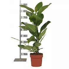 Фикус Высочайший, Альтиссима - Ficus altissima D19 H55