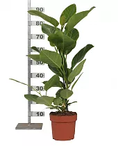 Фикус Высочайший, Альтиссима - Ficus altissima D19 H55