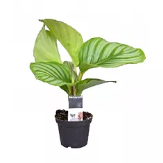 Калатея орбифолия - Calathea orbifolia D7 H15