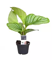 Калатея орбифолия - Calathea orbifolia D7 H15