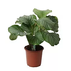 Калатея орбифолия - Calathea orbifolia D21 H50