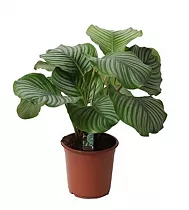 Калатея орбифолия - Calathea orbifolia D21 H50