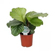 Калатея орбифолия - Calathea orbifolia D14 H45