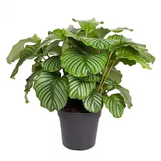 Калатея орбифолия - Calathea orbifolia D27 H80