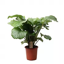 Калатея орбифолия - Calathea orbifolia D21 H55