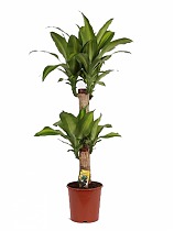 Драцена Массанжеана 2 ствола - Dracaena Massangeana D14 H60
