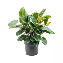 Фикус эластика Робуста - Ficus elastica Robusta D21 H60