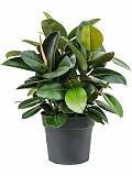 Фикус эластика Робуста - Ficus elastica Robusta D21 H80