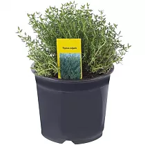 Тимьян Фаустини - Thymus Faustini D10 H15