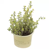 Тимьян пестролистный - Thymus D12 H15