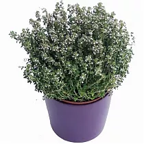 Тимьян обыкновенный  - thymus vulgaris D13 H20