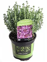 Тимьян Фаустини - Thymus Faustini D12 H15