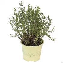 Тимьян Фаустини - Thymus Faustini D13 H20