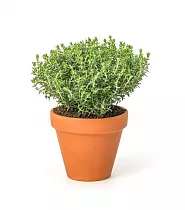 Тимьян лимоннопахнущий Ауреус - Thymus citriodorus Aureus D13 H20