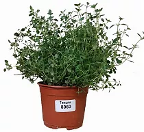 Тимьян или чабрец и чебрец - Thymus D14 H20