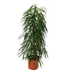 Фикус Биннедика Али - Ficus binnendijkii Alii D35 H180