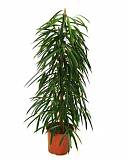 Фикус Биннедика Али - Ficus binnendijkii Alii D35 H180