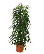 Фикус Биннедика Али - Ficus binnendijkii Alii D35 H180