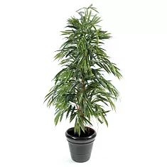 Фикус Биннедика Али - Ficus binnendijkii Alii D30 H160