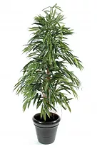 Фикус Биннедика Али - Ficus binnendijkii Alii D30 H160