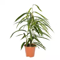 Фикус Биннедика Али  D12 H40