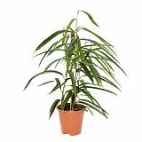 Фикус Биннедика Али  D12 H40