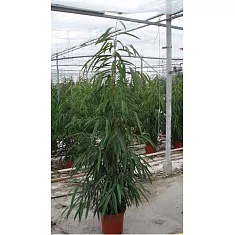 Фикус Биннедика Али - Ficus binnendijkii AliiD35 H210