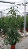 Фикус Биннедика Али - Ficus binnendijkii AliiD35 H210
