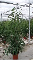 Фикус Биннедика Али - Ficus binnendijkii AliiD35 H210