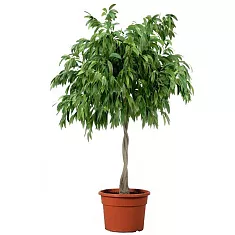 Фикус Биннедика Али косичка - Ficus binnendijkii Alii D50 H170