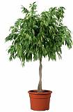 Фикус Биннедика Али косичка - Ficus binnendijkii Alii D50 H170