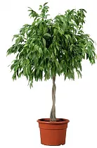 Фикус Биннедика Али косичка - Ficus binnendijkii Alii D50 H170