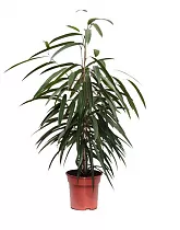 Фикус Биннедика Али  D14 H60