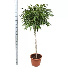 Фикус Биннедика Али штамб - Ficus binnendijkii Alii D45 H180
