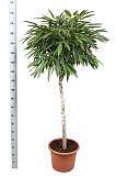 Фикус Биннедика Али штамб - Ficus binnendijkii Alii D45 H180