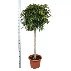 Фикус Биннедика Али штамб - Ficus binnendijkii Alii D60 H250