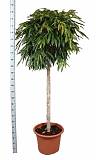 Фикус Биннедика Али штамб - Ficus binnendijkii Alii D60 H250
