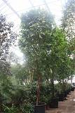 Фикус Биннедика Али - Ficus binnendijkii Alii  D96 H650