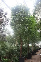 Фикус Биннедика Али - Ficus binnendijkii Alii  D96 H650