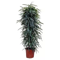 Фикус Биннедика Али - Ficus binnendijkii Alii D35 H200