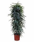 Фикус Биннедика Али - Ficus binnendijkii Alii D35 H200