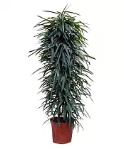 Фикус Биннедика Али - Ficus binnendijkii Alii D35 H200