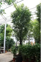 Фикус Биннедика Али - Ficus binnendijkii Alii D96 H575