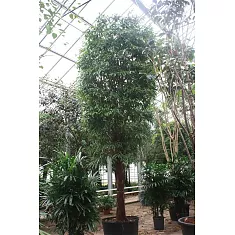 Фикус Биннедика Али - Ficus binnendijkii Alii  D96 H625
