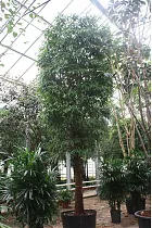 Фикус Биннедика Али - Ficus binnendijkii Alii  D96 H625
